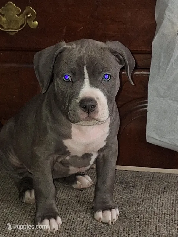 Charlotte. – American Bully puppy for sale in Syracuse, NY