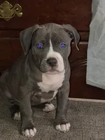 Charlotte., a female American Bully for sale in Syracuse, NY – Photo 1 of 3