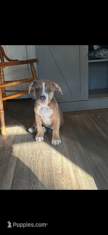 2 – American Bully puppy for sale in Syracuse, NY