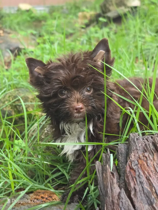 Chocolate Toy – Yorkshire Terrier puppy for sale in Spring Hill, FL