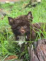 Chocolate Toy, a male Yorkshire Terrier for sale in Spring Hill, FL – 2 of 5