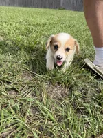 Chip , a male Pembroke Welsh Corgi for sale in Spring Hill, FL – 4 of 7