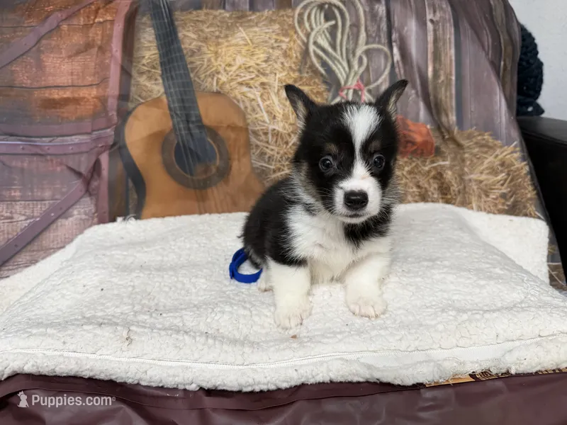 Chip – Pembroke Welsh Corgi puppy for sale in Spring Hill, FL