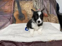 Chip, a male Pembroke Welsh Corgi for sale in Spring Hill, FL – 1 of 5