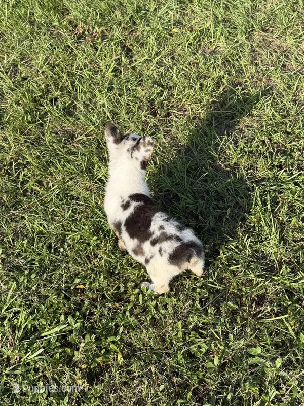 Theo – Pembroke Welsh Corgi puppy for sale in Spring Hill, FL