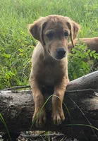 Madden, a female Golden Retriever for sale in Spring Hill, FL – 6 of 7