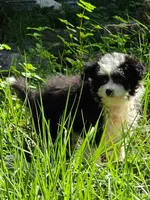 Sam, a female Yorkshire Terrier for sale in Spring Hill, FL – 3 of 4