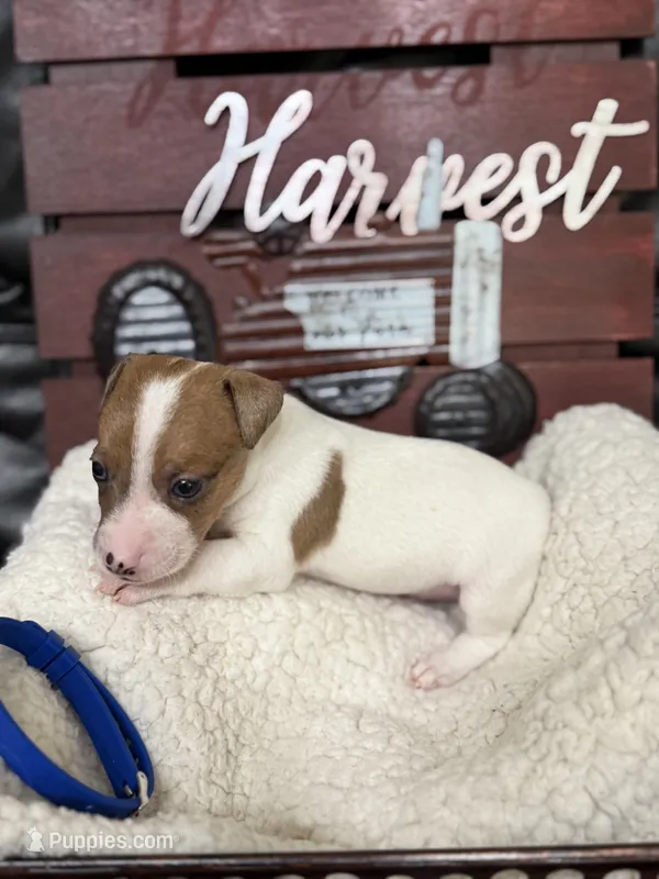 Gizmo – Jack Russell Terrier puppy for sale in Spring Hill, FL