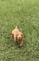 HONEY, a male Miniature Dachshund for sale in Spring Hill, FL – 3 of 4