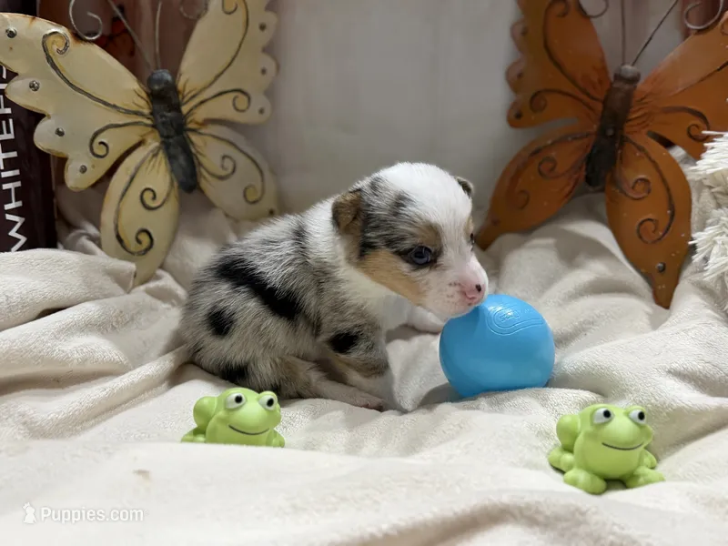 Koda – Pembroke Welsh Corgi puppy for sale in Spring Hill, FL