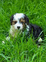 Chipper, a male Miniature Aussiedoodle for sale in Spring Hill, FL – 1 of 2