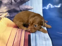 Tiny, a female Miniature Dachshund for sale in Spring Hill, FL – 4 of 5