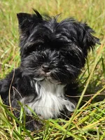 Tea cup Sky, a male Yorkshire Terrier for sale in Spring Hill, FL – 3 of 3