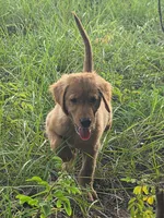 Madden, a female Golden Retriever for sale in Spring Hill, FL – 5 of 7