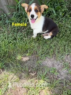 Clara – Pembroke Welsh Corgi puppy for sale in Spring Hill, FL