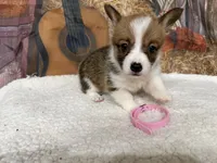 Amanda, a female Pembroke Welsh Corgi for sale in Spring Hill, FL – 5 of 5