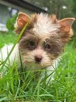 Parti Rosco, a male Yorkshire Terrier for sale in Spring Hill, FL – 3 of 4