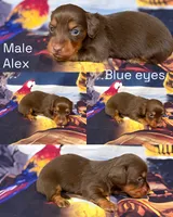 Alex, a male Miniature Dachshund for sale in Spring Hill, FL – 2 of 5
