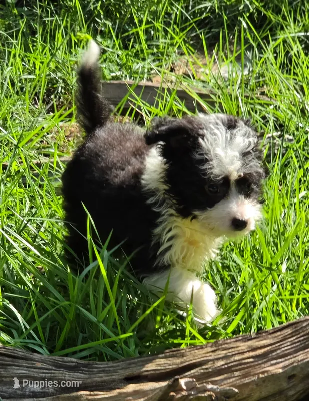 Sam – Yorkshire Terrier puppy for sale in Spring Hill, FL