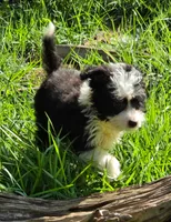 Sam, a female Yorkshire Terrier for sale in Spring Hill, FL – 1 of 4