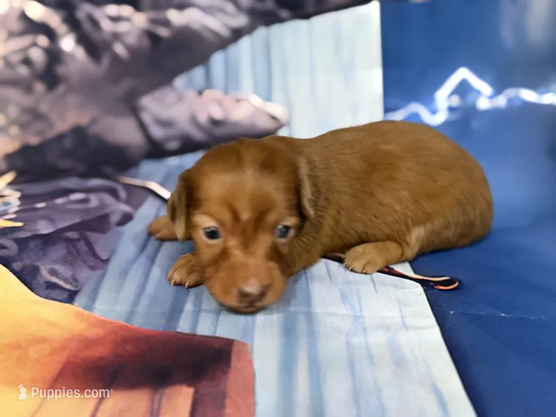 Tiny – Miniature Dachshund puppy for sale in Spring Hill, FL