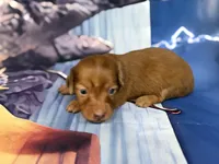 Tiny, a female Miniature Dachshund for sale in Spring Hill, FL – 1 of 5