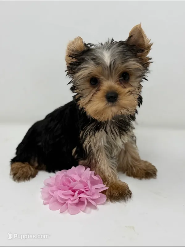 Tea Cup Princess – Yorkshire Terrier puppy for sale in Spring Hill, FL