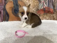 Charlie , a female Pembroke Welsh Corgi for sale in Spring Hill, FL – 2 of 4