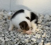 Princess, a female Pembroke Welsh Corgi for sale in Spring Hill, FL – 2 of 3