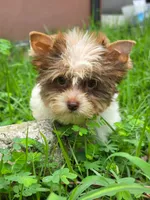 Parti Rosco, a male Yorkshire Terrier for sale in Spring Hill, FL – 2 of 4