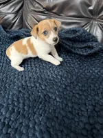 Kenny/pending, a male Jack Russell Terrier for sale in Spring Hill, FL – 7 of 8