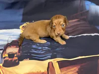 Mazie, a female Miniature Dachshund for sale in Spring Hill, FL – 6 of 6