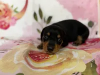 Kelee, a female Miniature Dachshund for sale in Spring Hill, FL – Photo 3 of 5