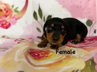 Kelee, a female Miniature Dachshund for sale in Spring Hill, FL – Photo 2 of 5