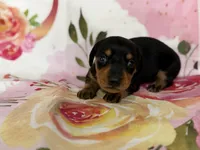 Kelee, a female Miniature Dachshund for sale in Spring Hill, FL – Photo 5 of 5