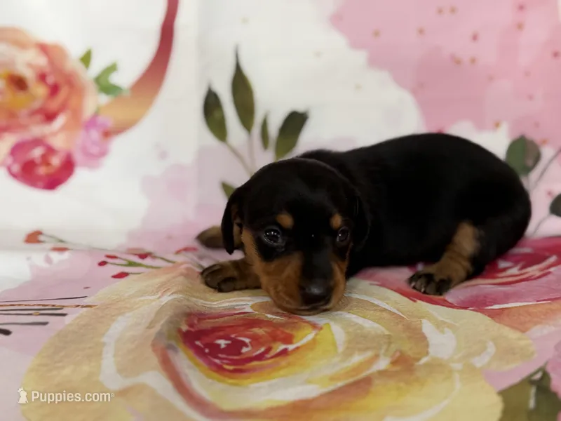 Kelee – Miniature Dachshund puppy for sale in Spring Hill, FL