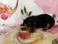 Kelee, a female Miniature Dachshund for sale in Spring Hill, FL – Photo 1 of 5