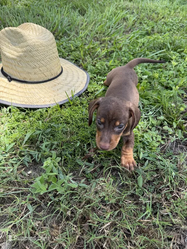 Chipper – Miniature Dachshund puppy for sale in Spring Hill, FL