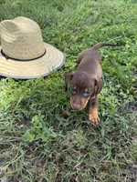Chipper, a male Miniature Dachshund for sale in Spring Hill, FL – 1 of 5
