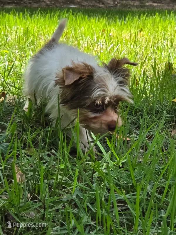 Tea Cup  – Yorkshire Terrier puppy for sale in Spring Hill, FL
