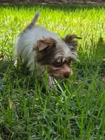 Tea Cup , a male Yorkshire Terrier for sale in Spring Hill, FL – 1 of 3