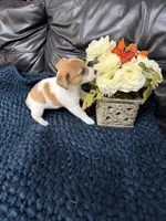 Kenny/pending, a male Jack Russell Terrier for sale in Spring Hill, FL – 5 of 8