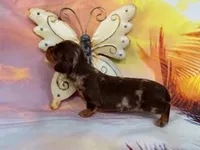 SAMUEL, a male Miniature Dachshund for sale in Spring Hill, FL – Photo 3 of 3