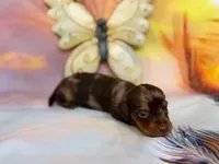 SAMUEL, a male Miniature Dachshund for sale in Spring Hill, FL – Photo 1 of 3