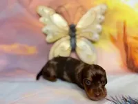 SAMUEL, a male Miniature Dachshund for sale in Spring Hill, FL – Photo 2 of 3