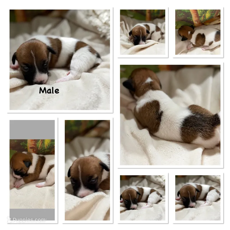 Mitch – Jack Russell Terrier puppy for sale in Spring Hill, FL
