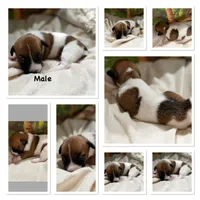 Mitch, a male Jack Russell Terrier for sale in Spring Hill, FL – 1 of 1