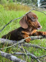 Chipper, a male Miniature Dachshund for sale in Spring Hill, FL – 3 of 6