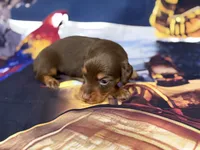 Alex, a male Miniature Dachshund for sale in Spring Hill, FL – 5 of 5
