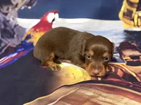 Alex, a male Miniature Dachshund for sale in Spring Hill, FL – 3 of 5